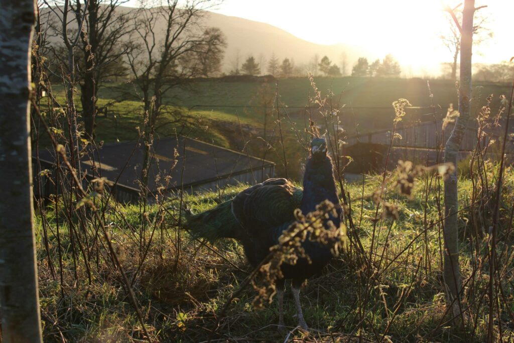 A peacock on the hill behind the farm